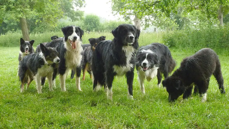 Little Mo – Sheepdog Training Course Assistant