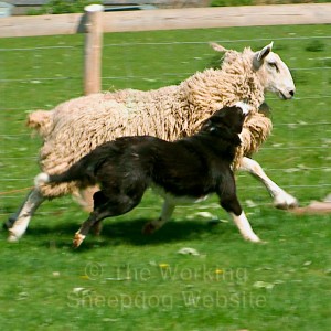 Sheepdog gripping the wool on a sheep. Taking your dog to sheep for the first time
