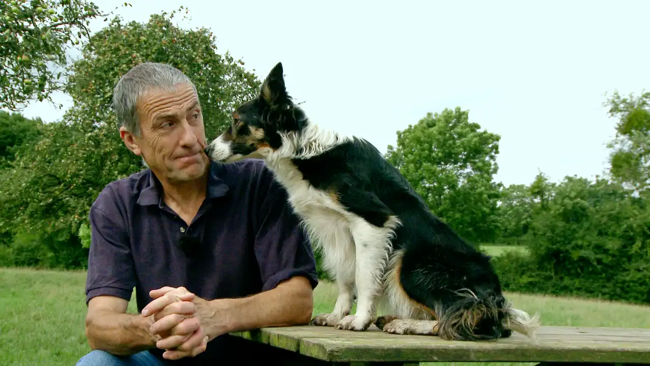Lovely image of man and sheepdog. Border collie yawning.